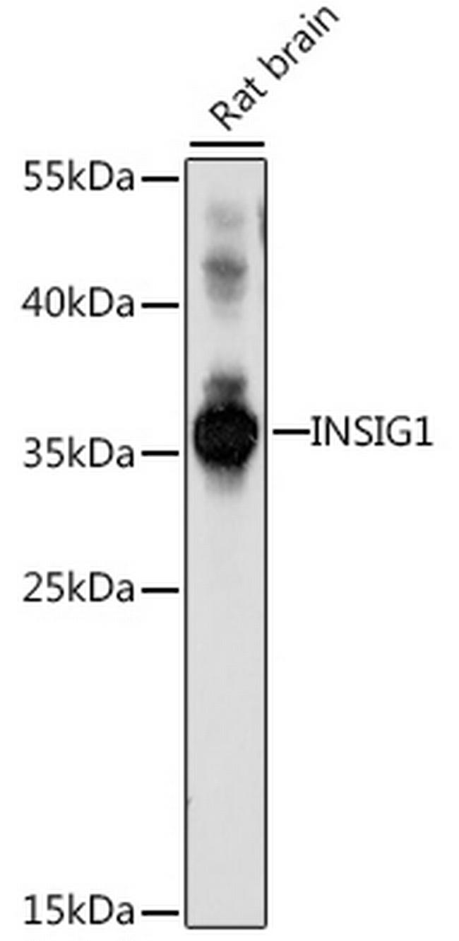 INSIG1 Antibody in Western Blot (WB)