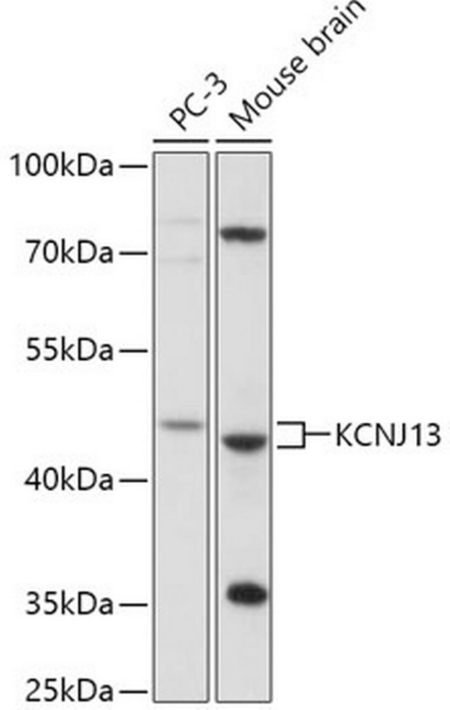 Kir7.1 Antibody in Western Blot (WB)