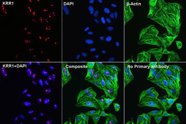 KRR1 Antibody in Immunocytochemistry (ICC/IF)