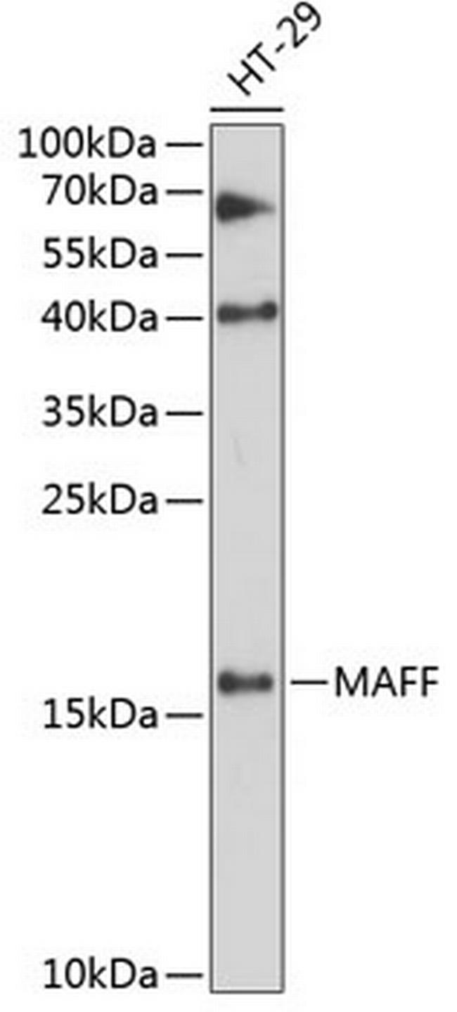 MAFF Antibody in Western Blot (WB)