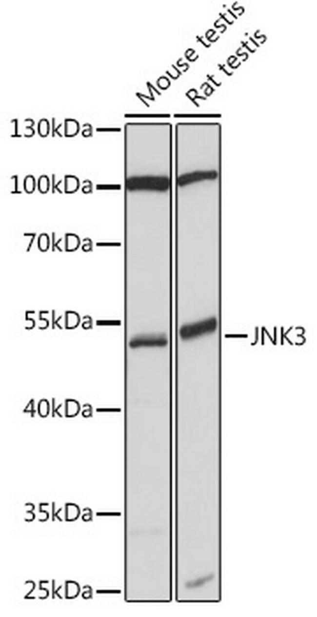 JNK3 Antibody in Western Blot (WB)