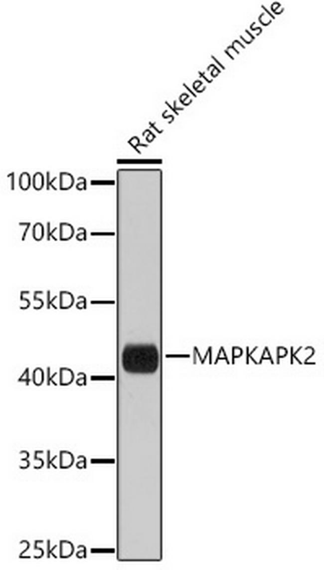 MAPKAPK2 Antibody in Western Blot (WB)