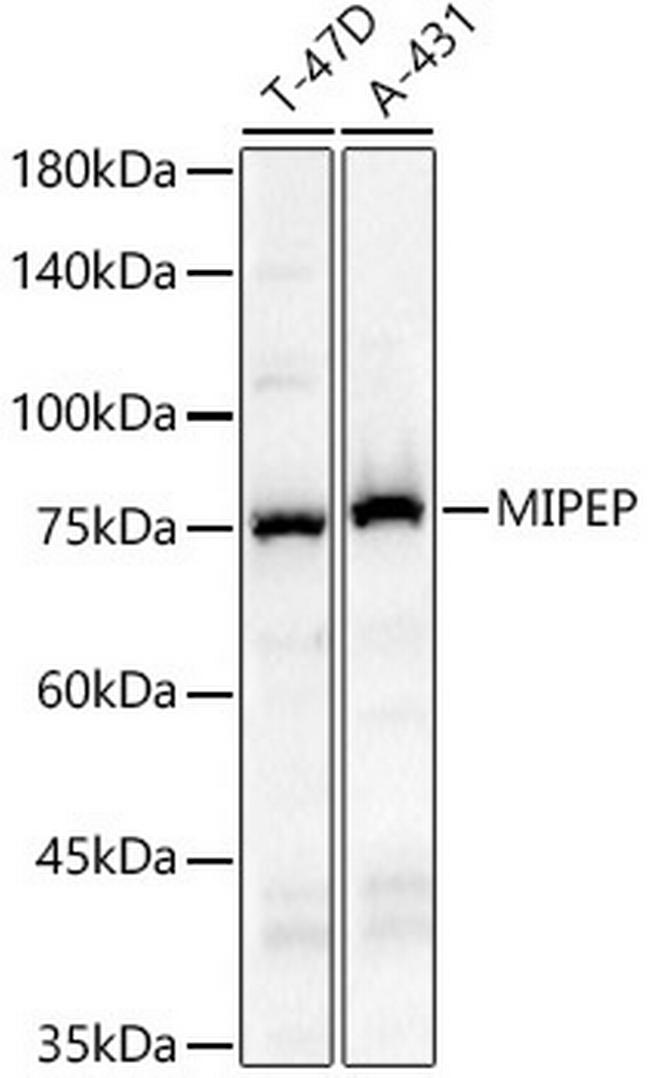 MIPEP Antibody in Western Blot (WB)