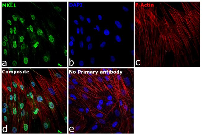 MKL1 Antibody in Immunocytochemistry (ICC/IF)