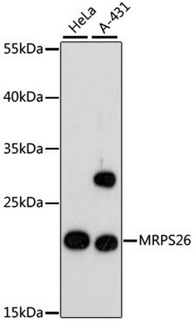 MRPS26 Antibody in Western Blot (WB)