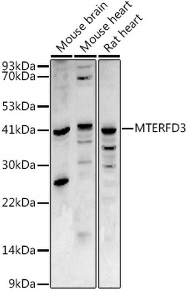 MTERFD3 Antibody in Western Blot (WB)