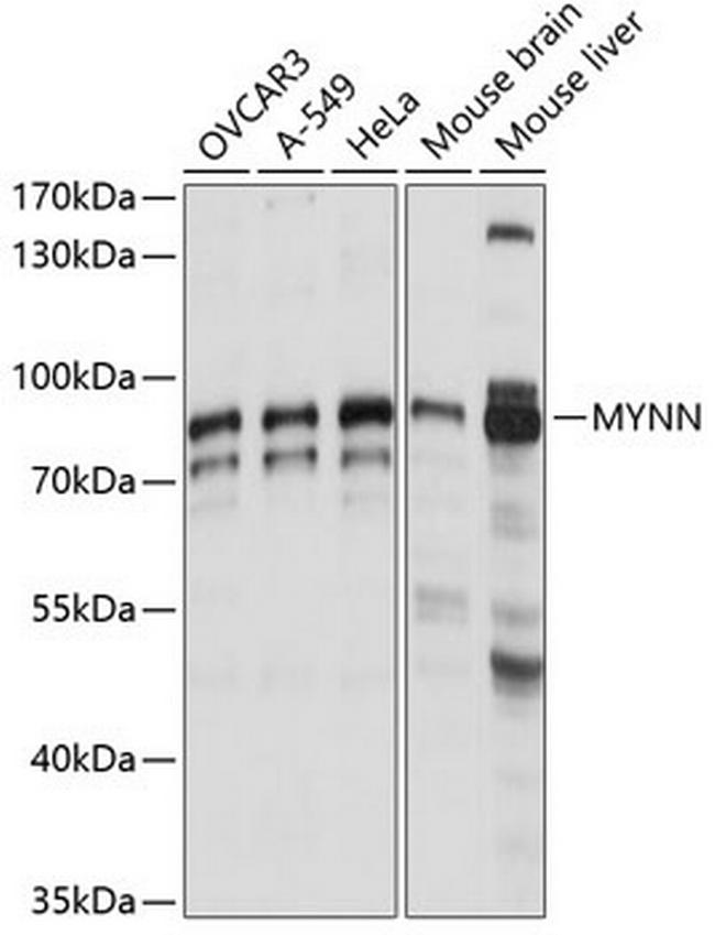 MYNN Antibody in Western Blot (WB)