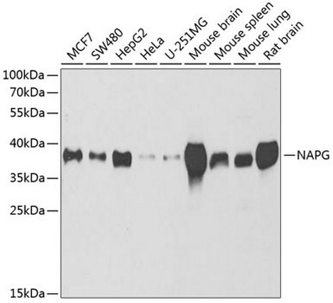 NAPG Antibody in Western Blot (WB)