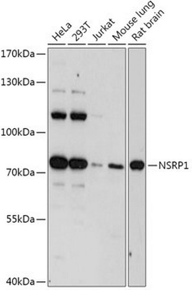 NSRP1 Antibody in Western Blot (WB)