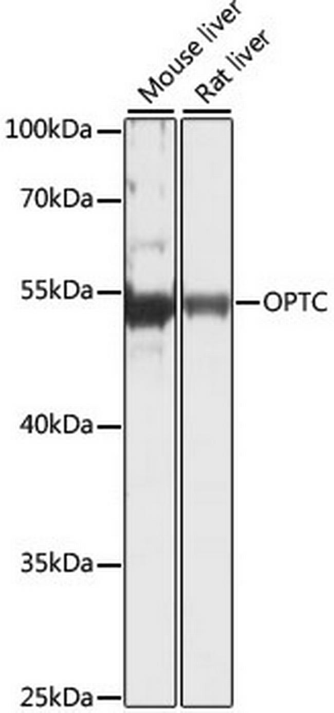 Opticin Antibody in Western Blot (WB)