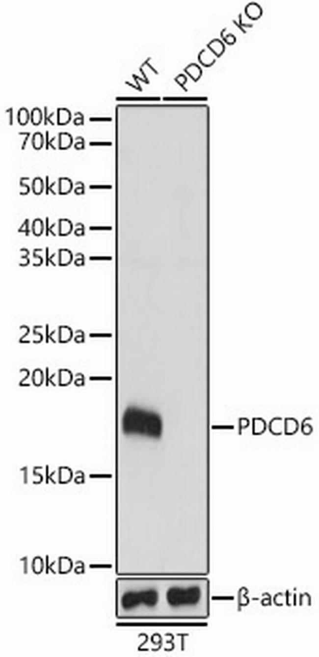 PDCD6 Antibody in Western Blot (WB)