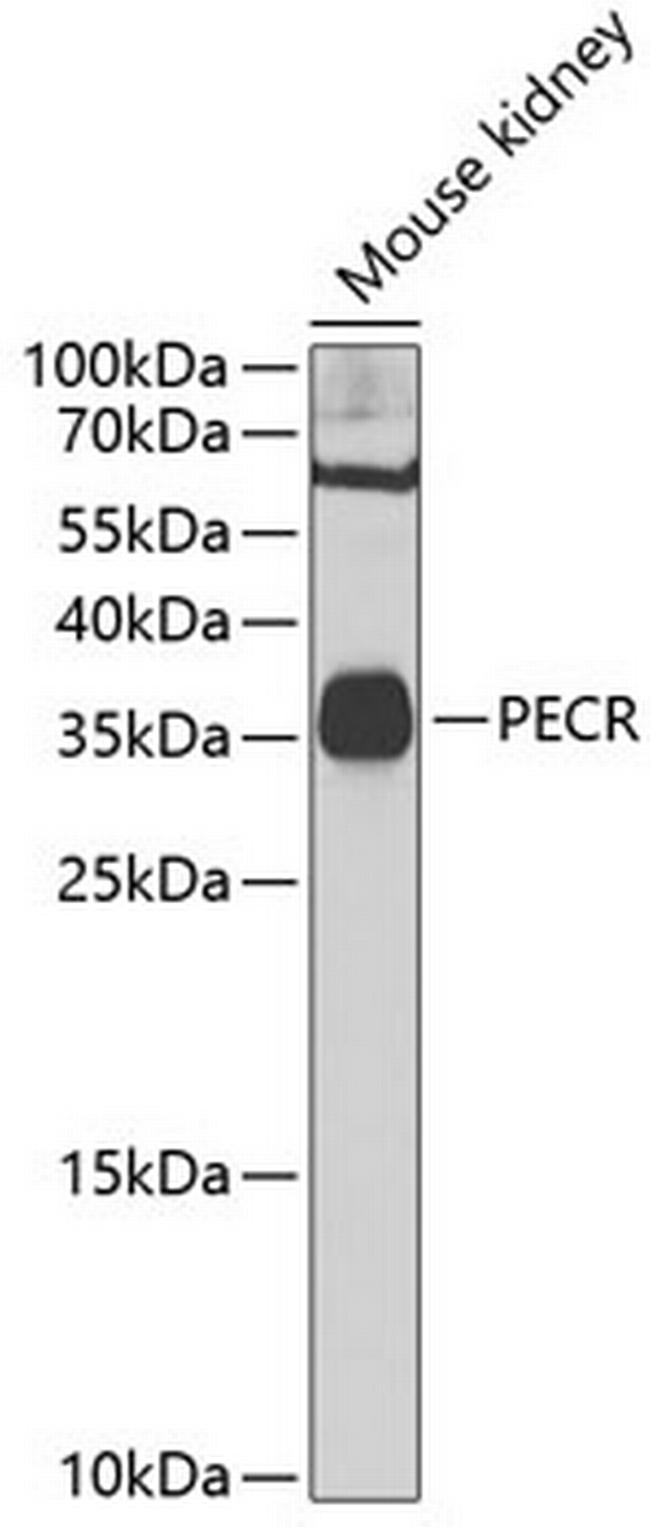 PECR Antibody in Western Blot (WB)