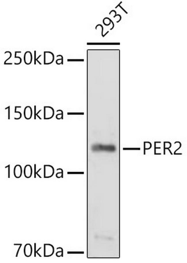 PER2 Antibody in Western Blot (WB)