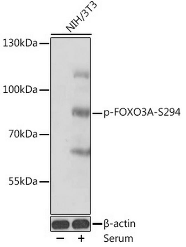 Phospho-FOXO3A (Ser294) Antibody in Western Blot (WB)