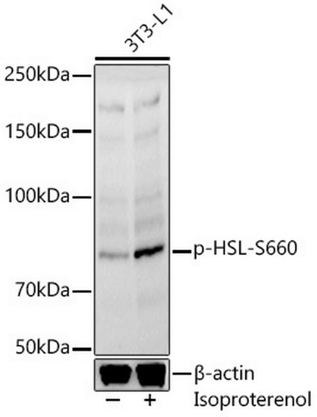 Phospho-HSL (Ser660) Antibody in Western Blot (WB)