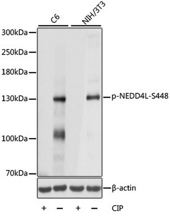 Phospho-NEDD4L (Ser448) Antibody in Western Blot (WB)