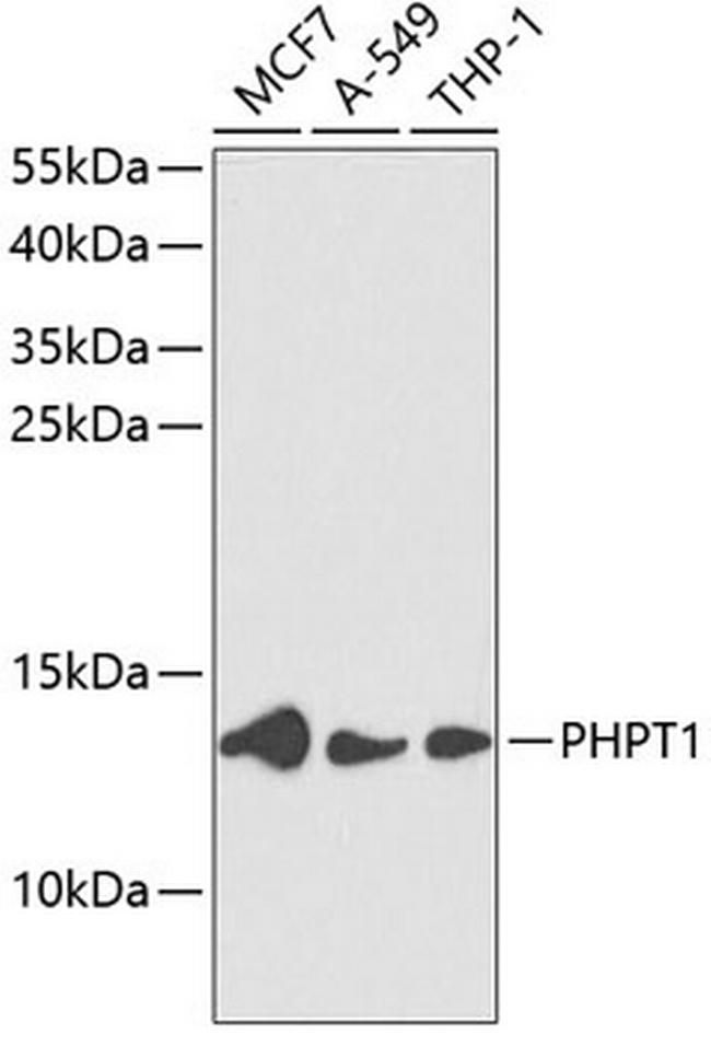 PHPT1 Antibody in Western Blot (WB)