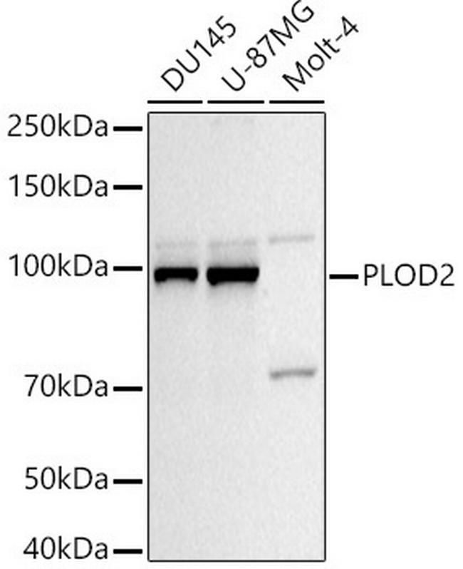 PLOD2 Antibody in Western Blot (WB)