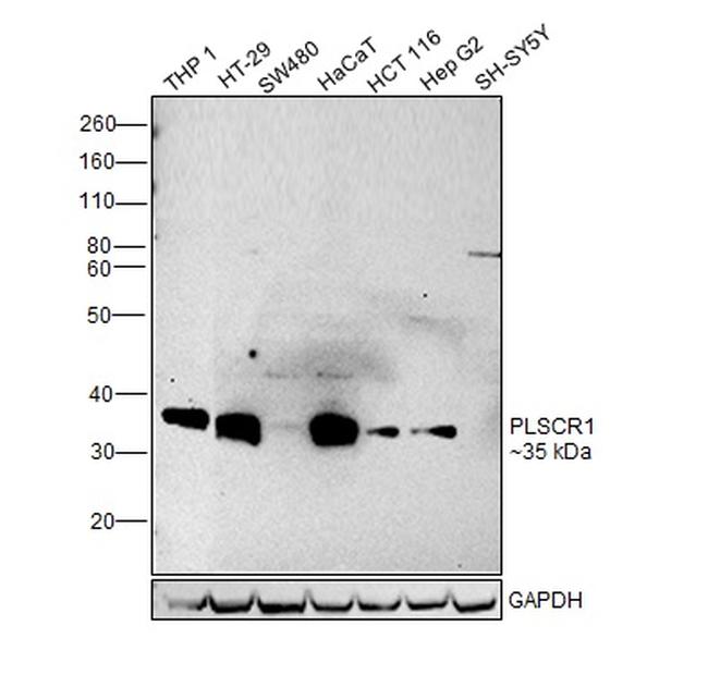 PLSCR1 Antibody in Western Blot (WB)