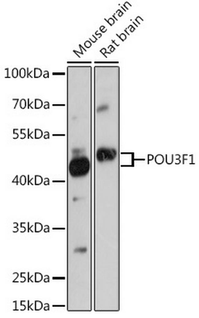 OCT6 Antibody in Western Blot (WB)