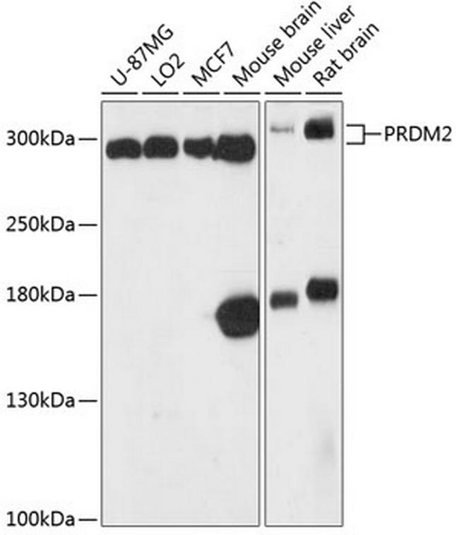 PRDM2 Antibody in Western Blot (WB)