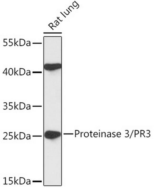 PR3 Antibody in Western Blot (WB)