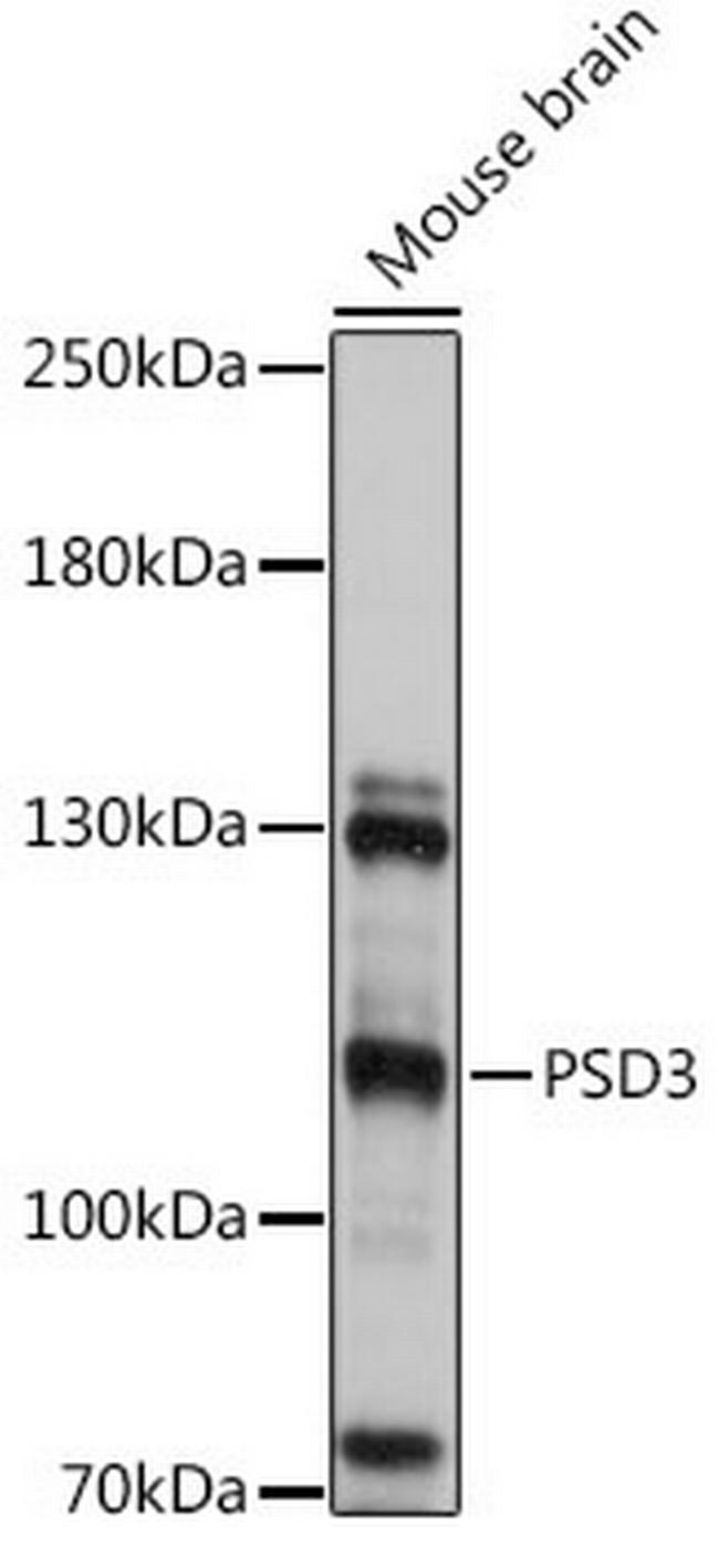 PSD3 Antibody in Western Blot (WB)