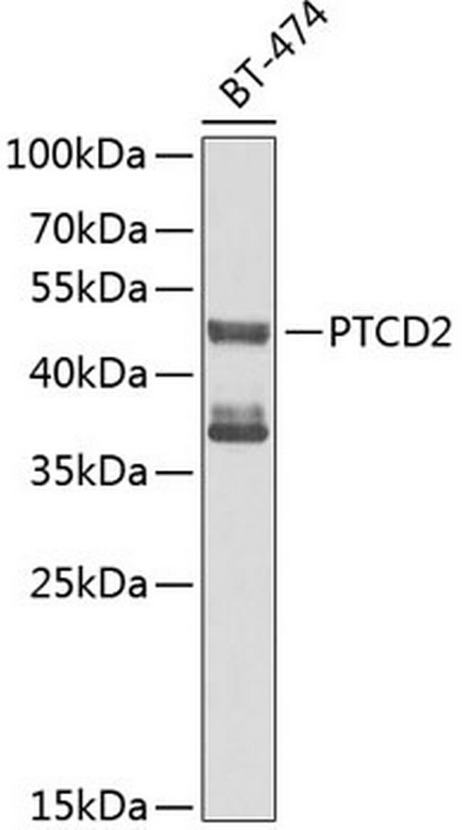 PTCD2 Antibody in Western Blot (WB)