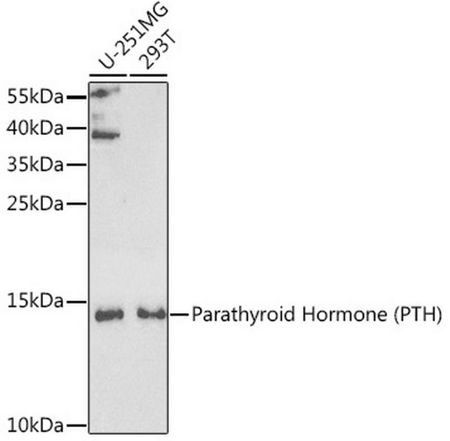 PTH Antibody in Western Blot (WB)