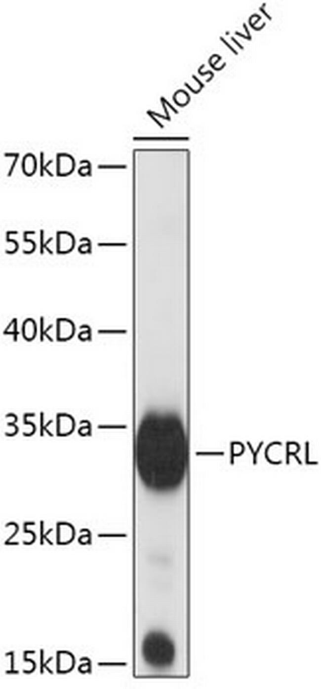 PYCRL Antibody in Western Blot (WB)