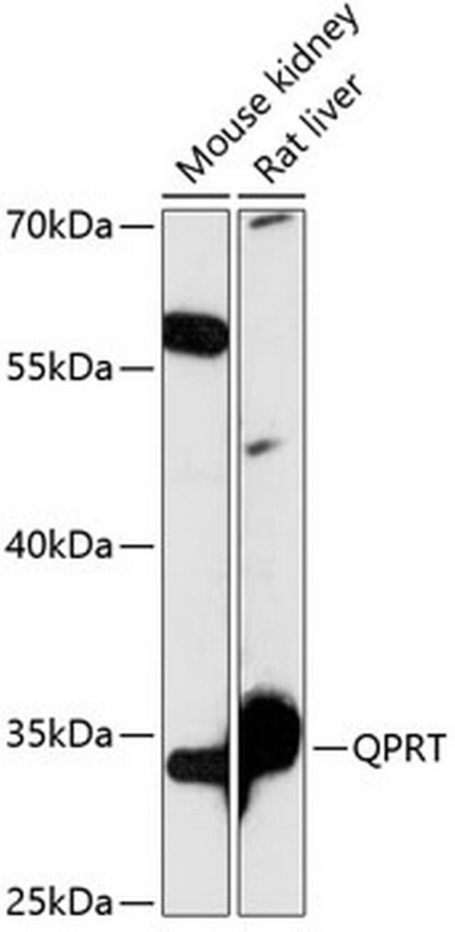 QPRT Antibody in Western Blot (WB)