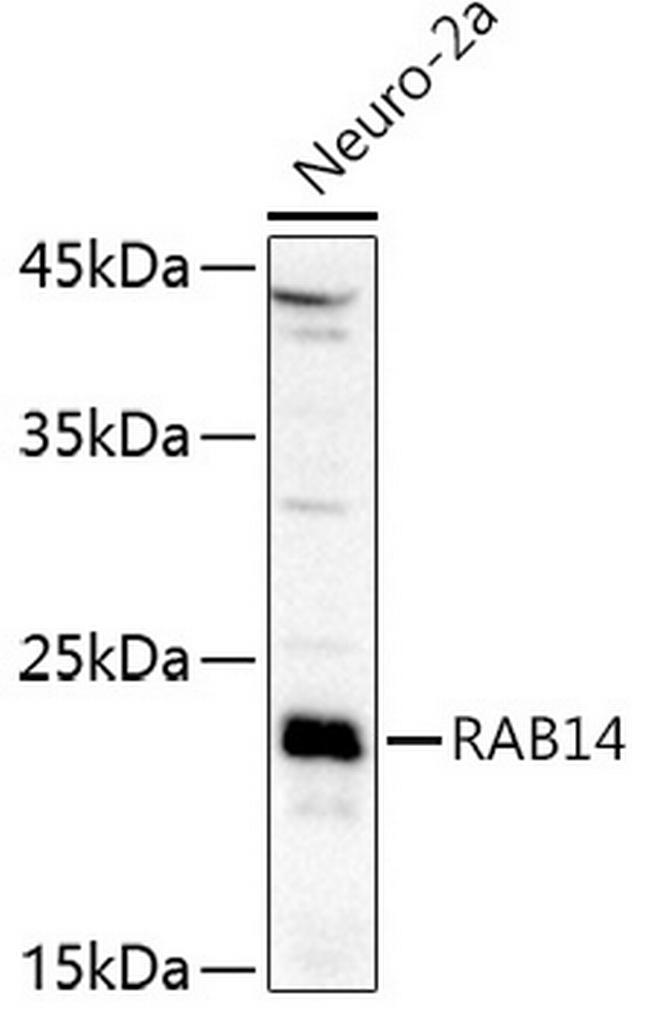 RAB14 Antibody in Western Blot (WB)