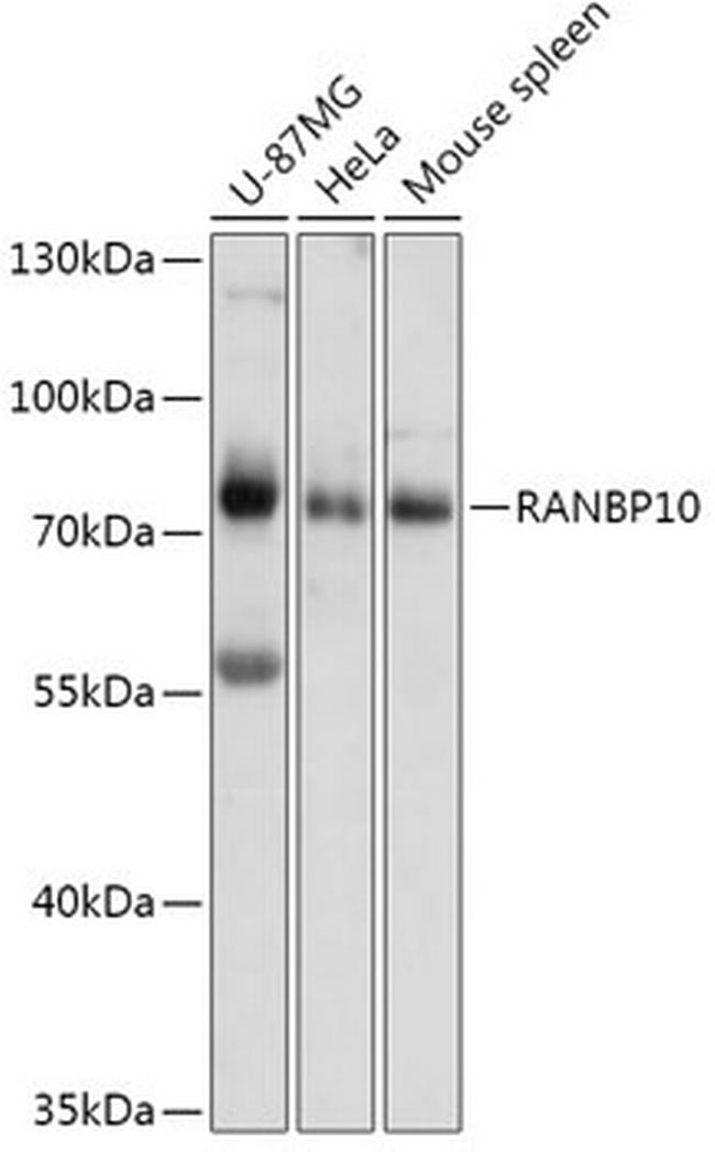 RANBP10 Antibody in Western Blot (WB)