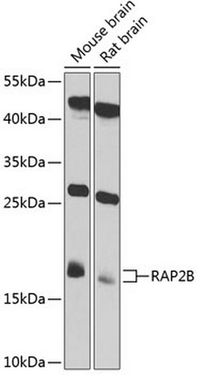 RAP2B Antibody in Western Blot (WB)