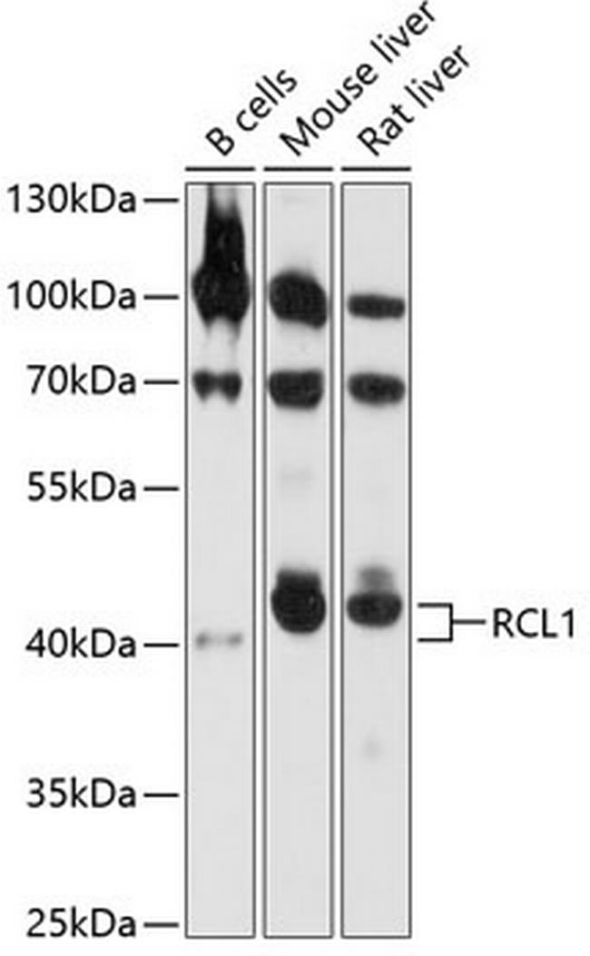 RCL1 Antibody in Western Blot (WB)