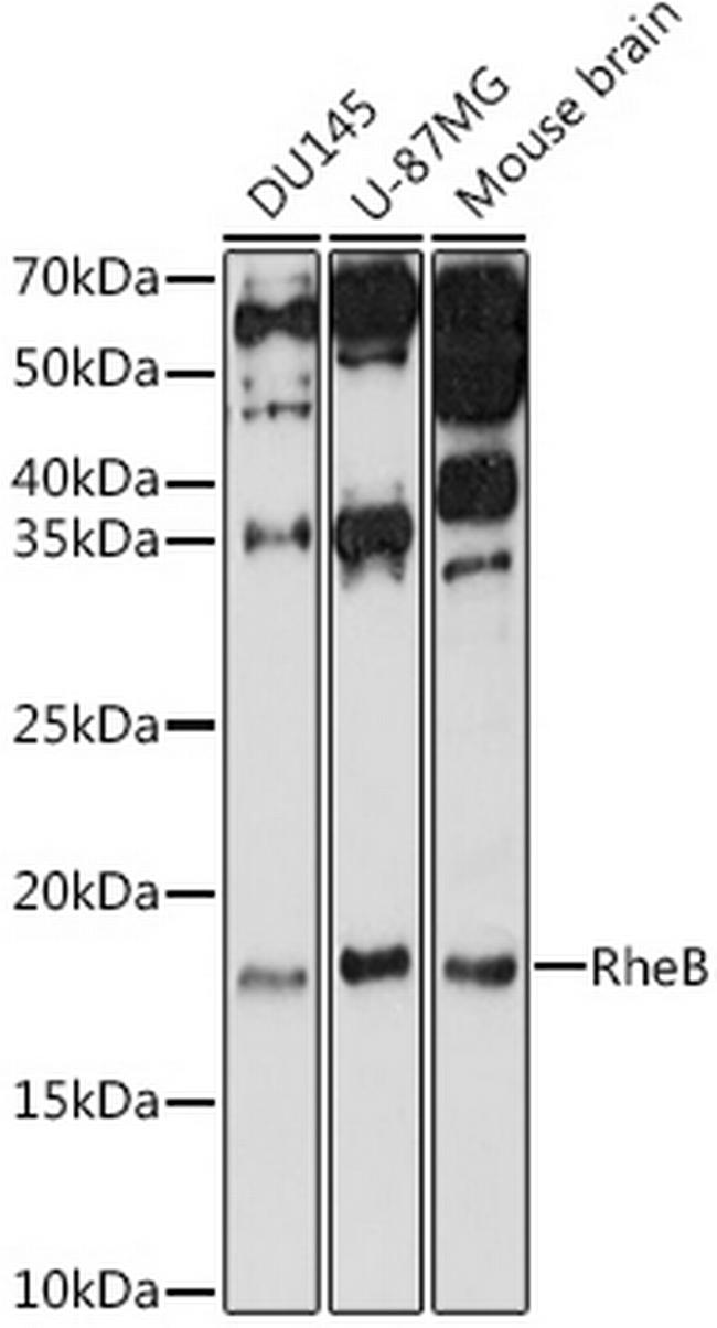 RHEB Antibody in Western Blot (WB)