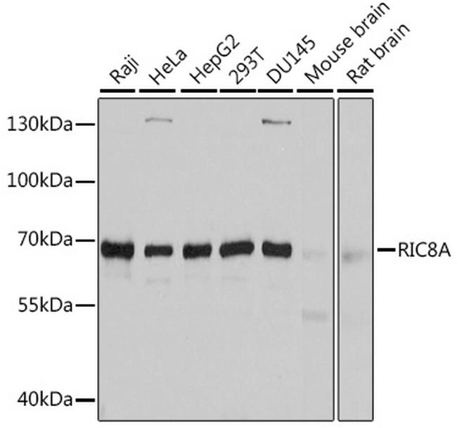 RIC8A Antibody in Western Blot (WB)