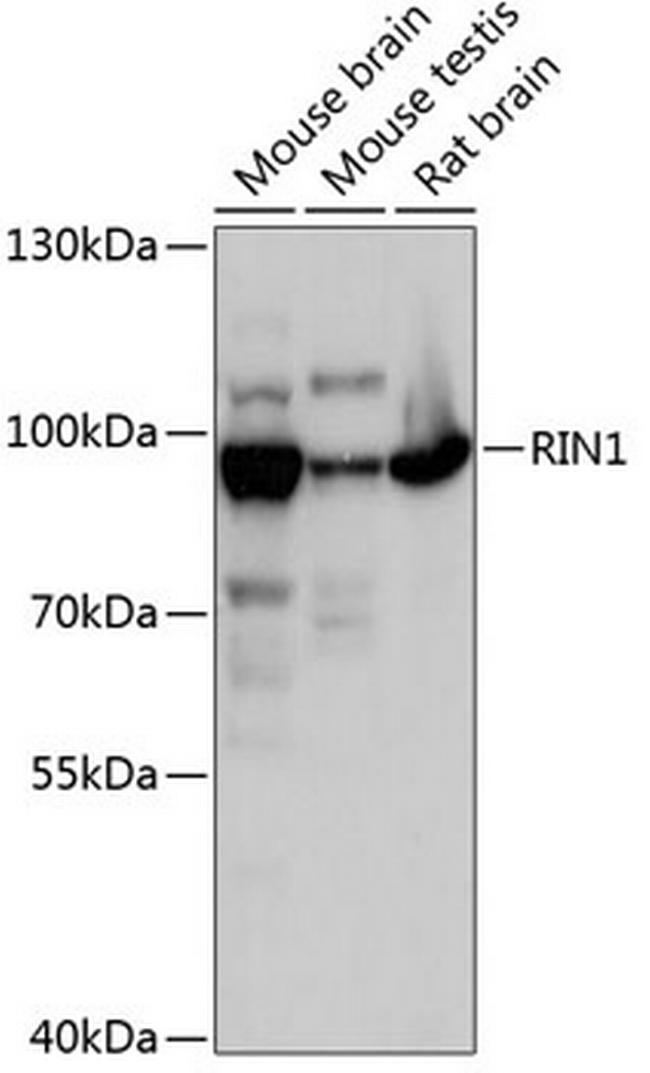 RIN1 Antibody in Western Blot (WB)