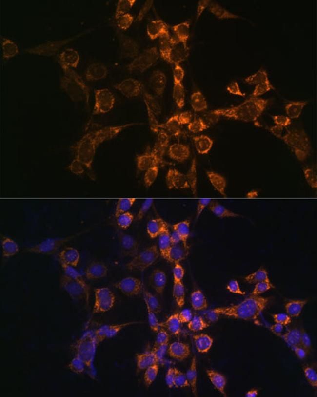 ARTS Antibody in Immunocytochemistry (ICC/IF)