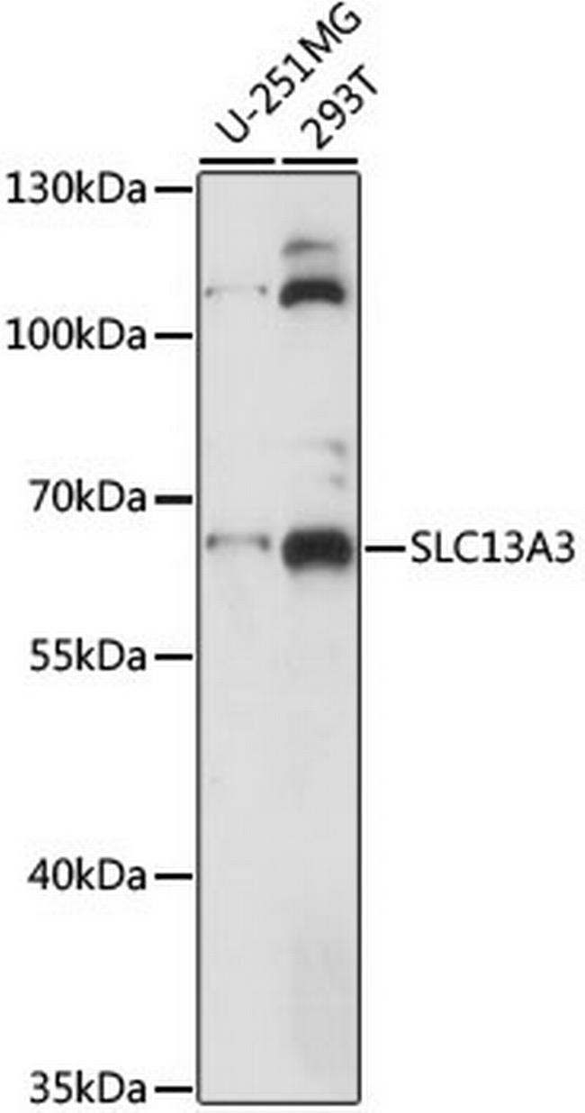 SLC13A3 Antibody in Western Blot (WB)