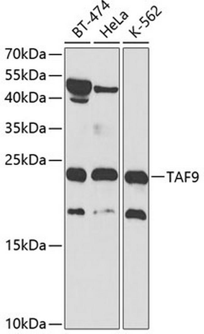 TAF9 Antibody in Western Blot (WB)