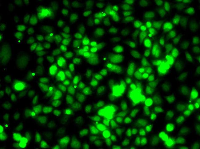 ELOA Antibody in Immunocytochemistry (ICC/IF)