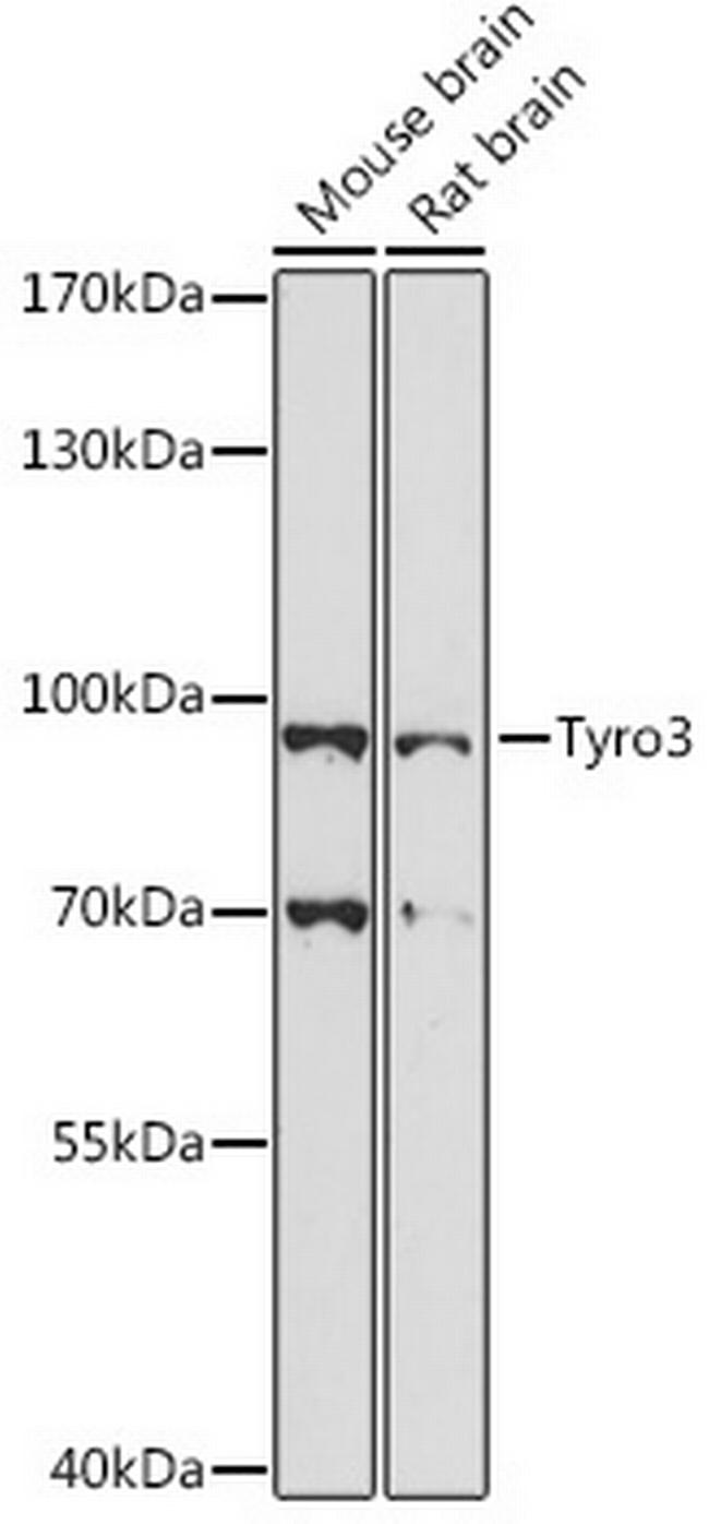 TYRO3 Antibody in Western Blot (WB)