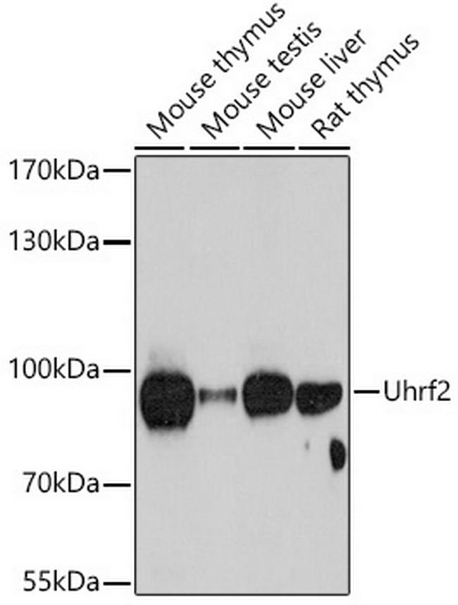 UHRF2 Antibody in Western Blot (WB)