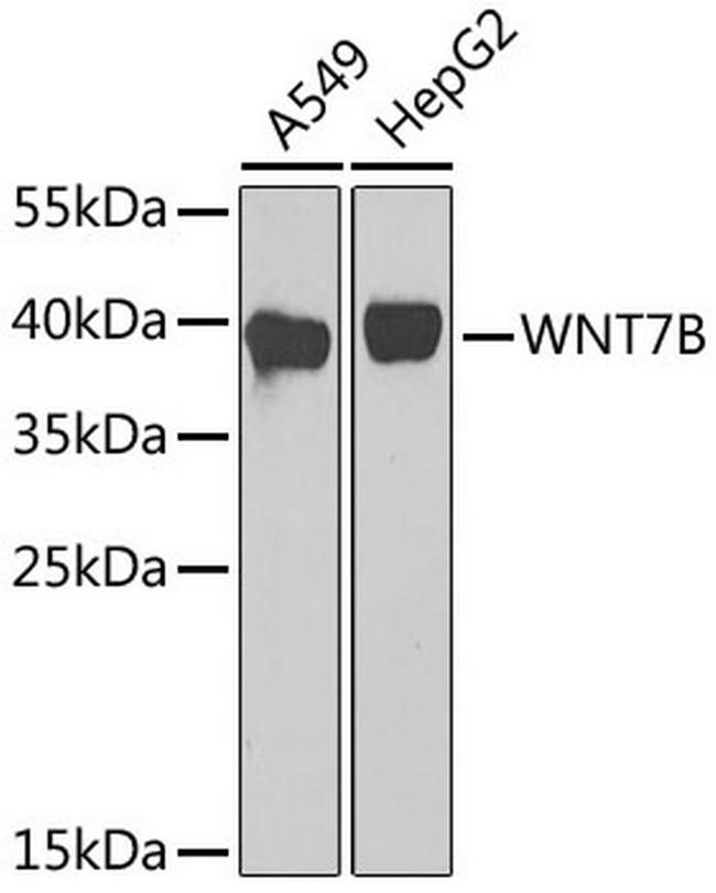 WNT7B Antibody in Western Blot (WB)