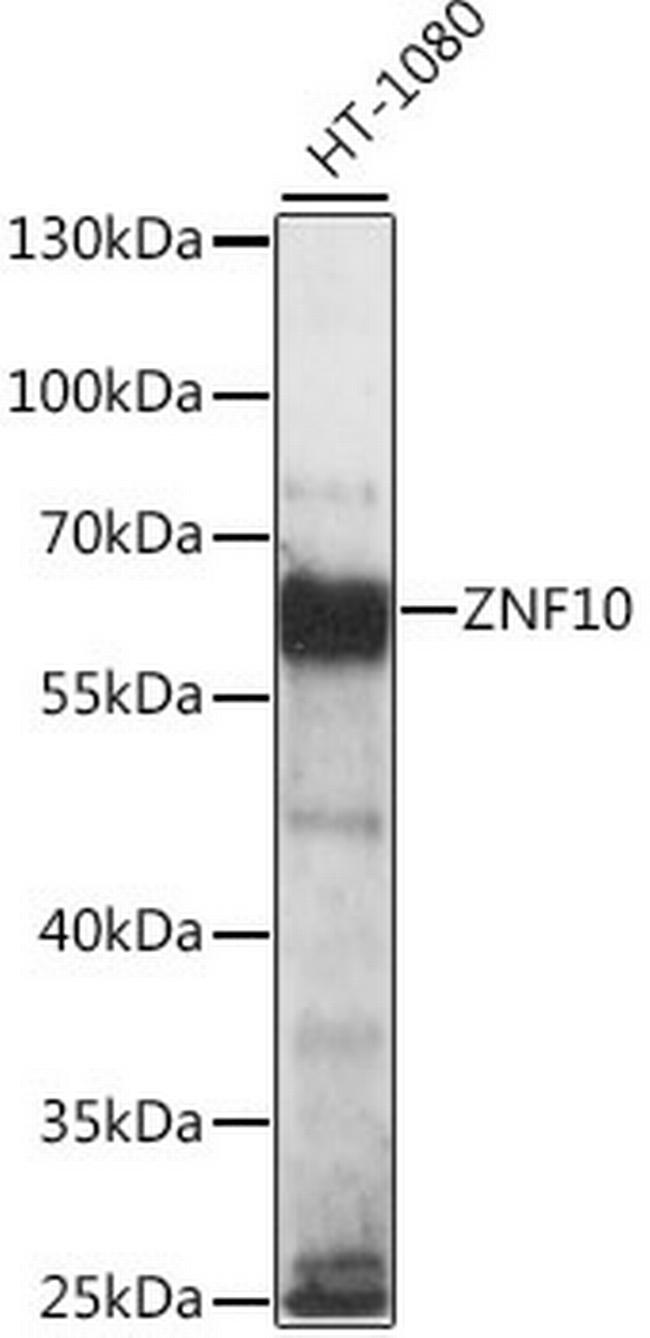 ZNF10 Antibody in Western Blot (WB)