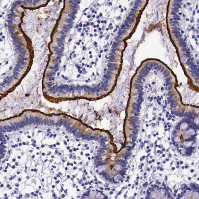 ACE2 Antibody in Immunohistochemistry (Paraffin) (IHC (P))