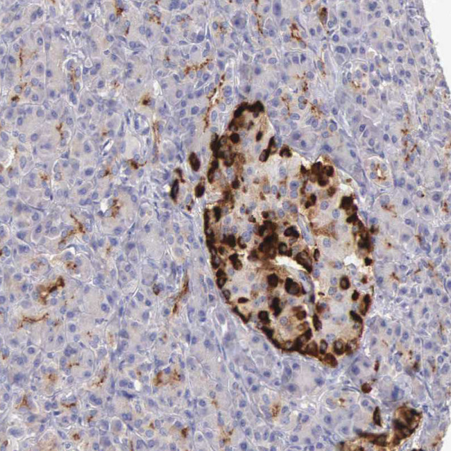 Apolipoprotein J Antibody in Immunohistochemistry (Paraffin) (IHC (P))