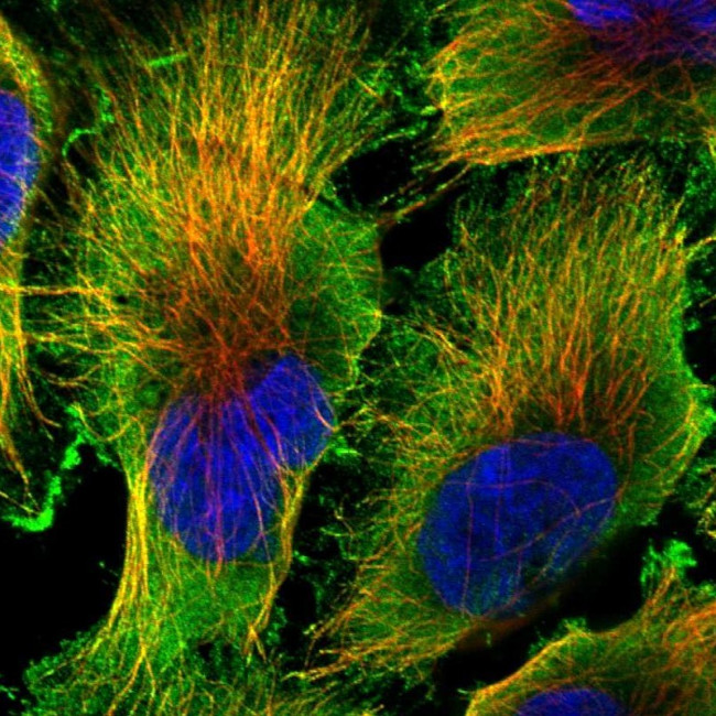 PCTAIRE1 Antibody in Immunocytochemistry (ICC/IF)