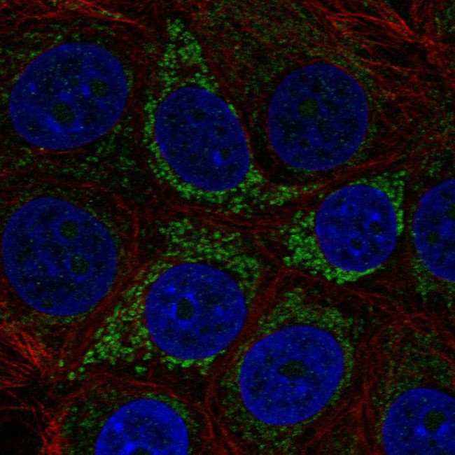 A4GALT Antibody in Immunocytochemistry (ICC/IF)